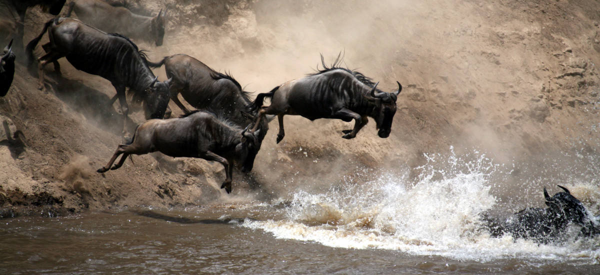 Wildebeest Leap of Faith into the Mara River Masai Mara