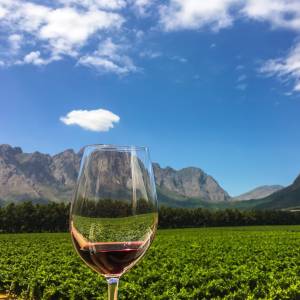 Wine Tasting, Cape Town, South Africa
