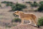 Lion cub at Nairobi National Park