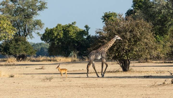 Giraffe in South Luangwa, Sambia
